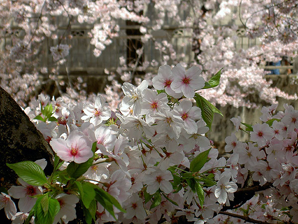 1PICT2037.jpg