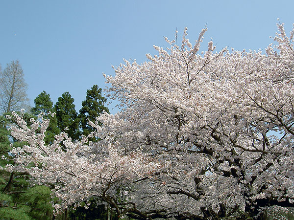 PICT2050.jpg